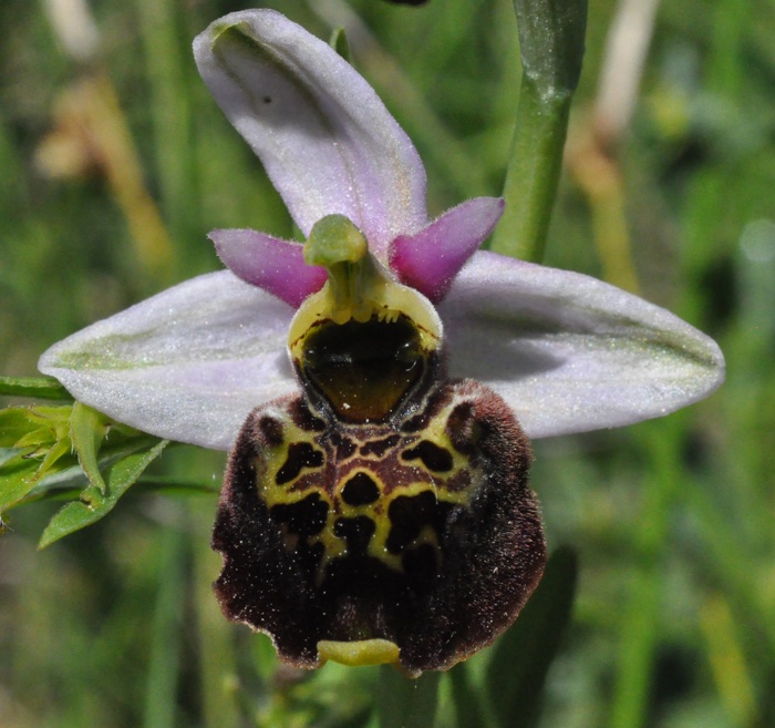 Ophrys frelon